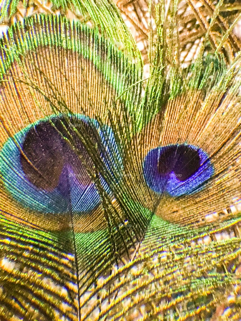 Peacock feathers