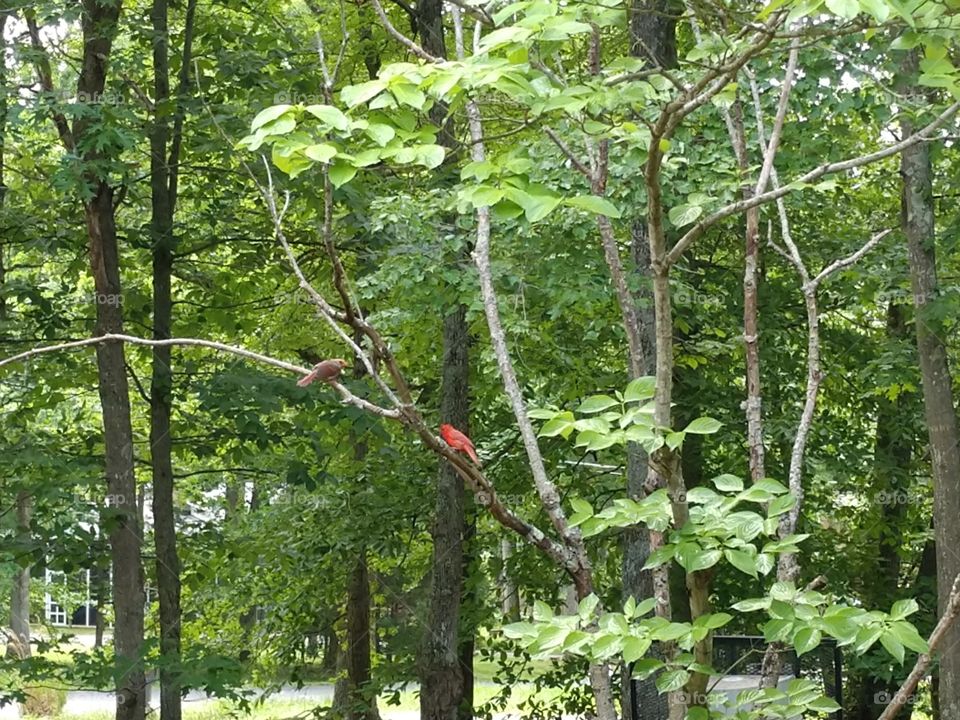 Red Robin in a tree