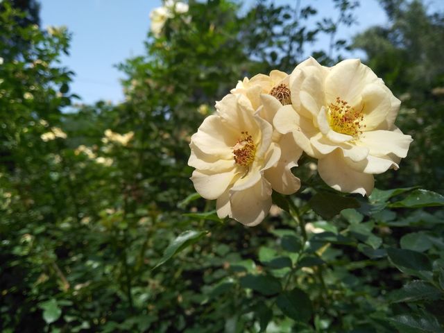 Yellow head rose
