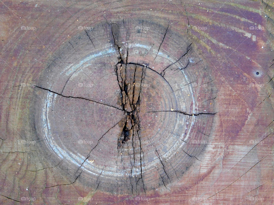 tree trunk