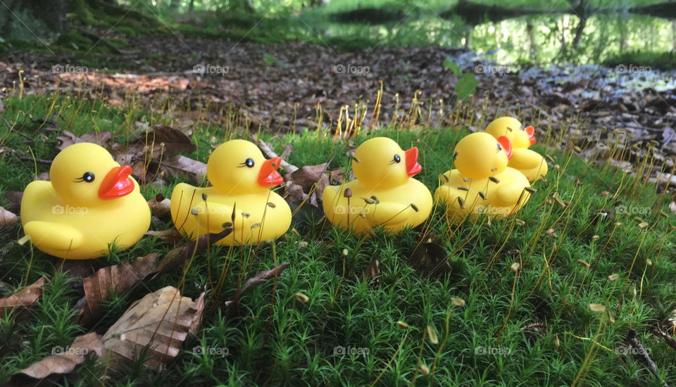 Rubber ducks on a grass