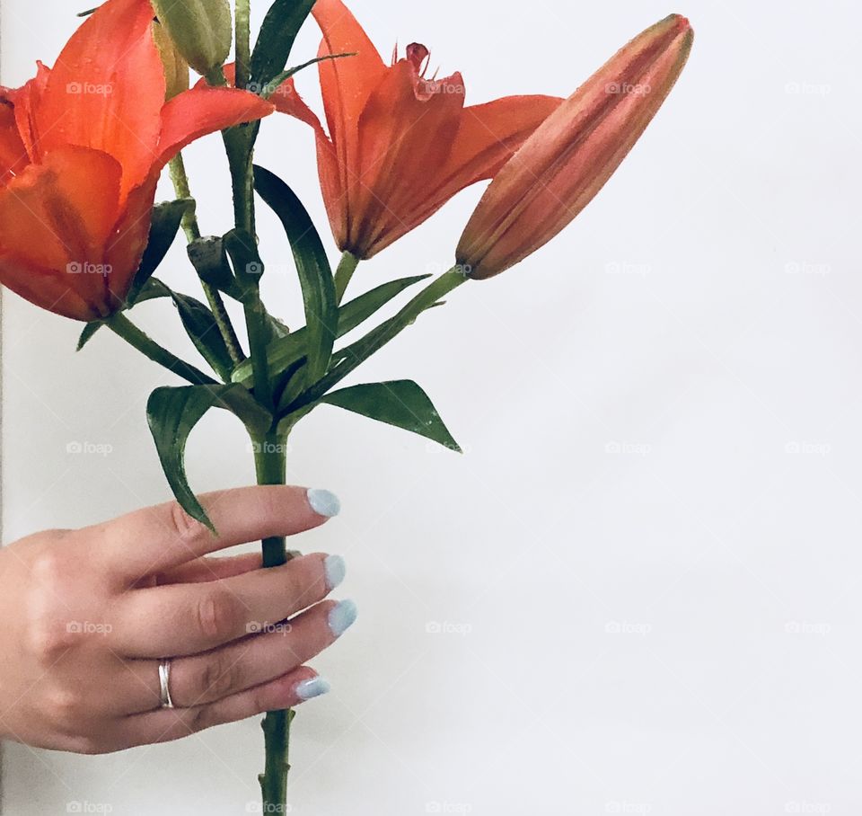 Holding lilies with a human hand. Women’s hand shows blue nail polish and a silver ring with a white background 