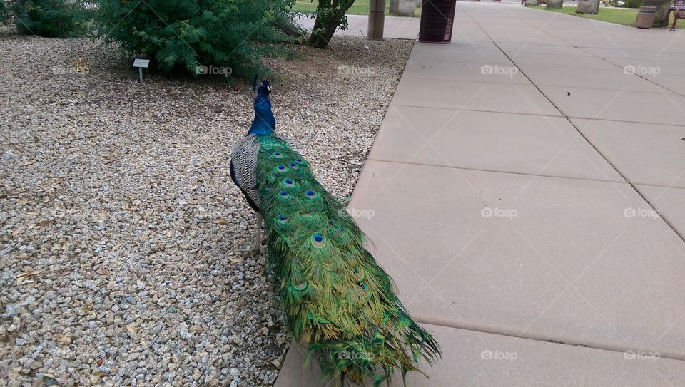 Bird, Exhibition, Peacock, Feather, Nature