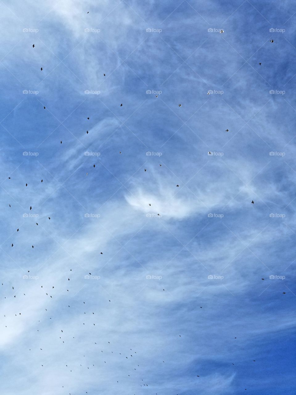 Bird's In The Sky