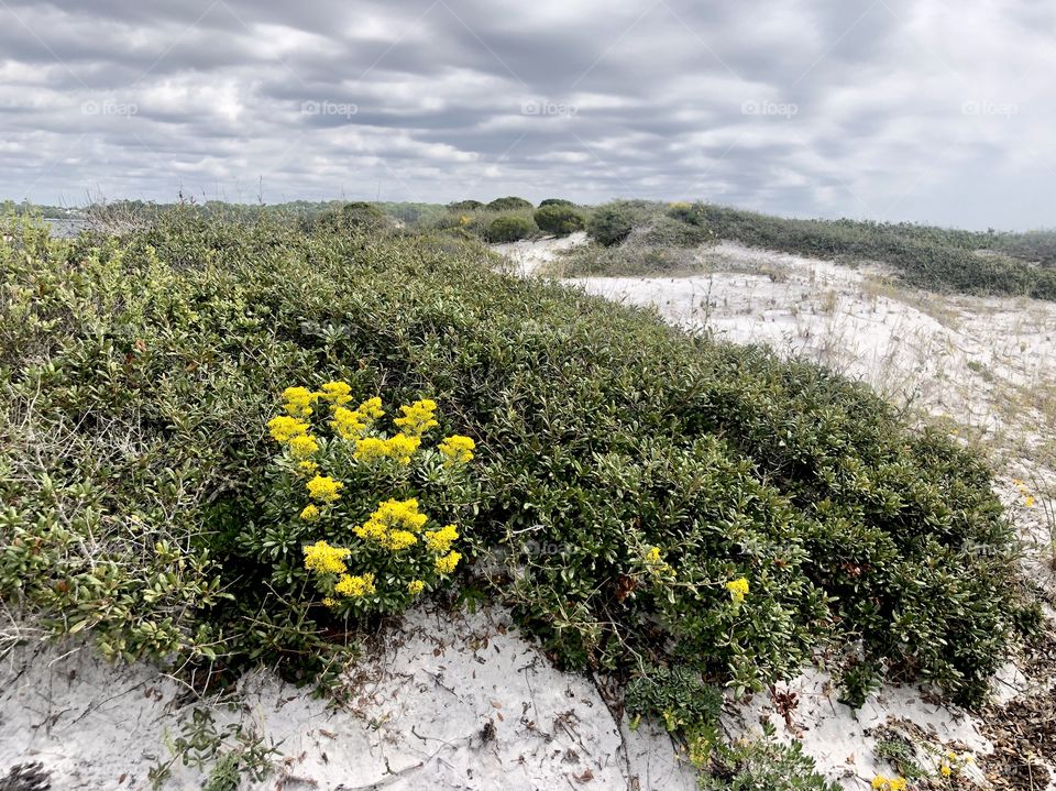 Yellow sand dune blooms under gray sky