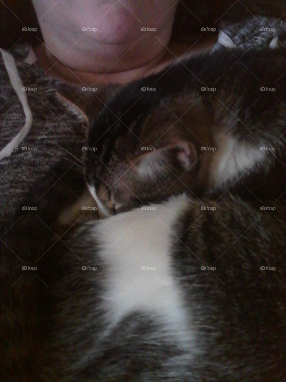 kitty napping