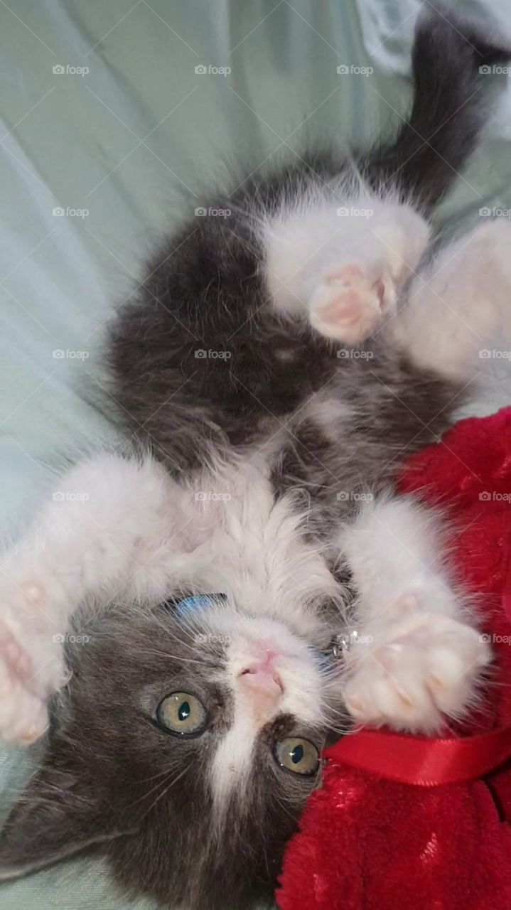 cute kitten