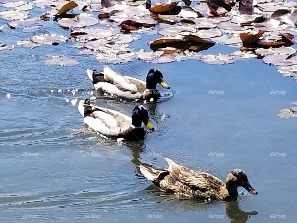 ducks at Mingus Park, Coos Bay Oregon