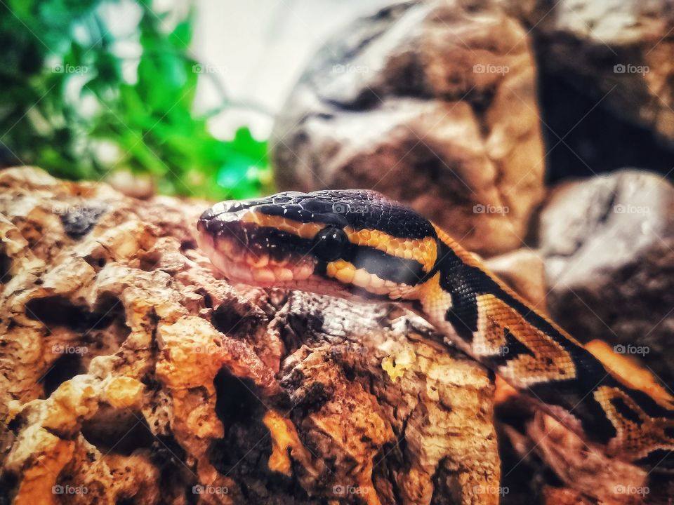Snake Ball Python