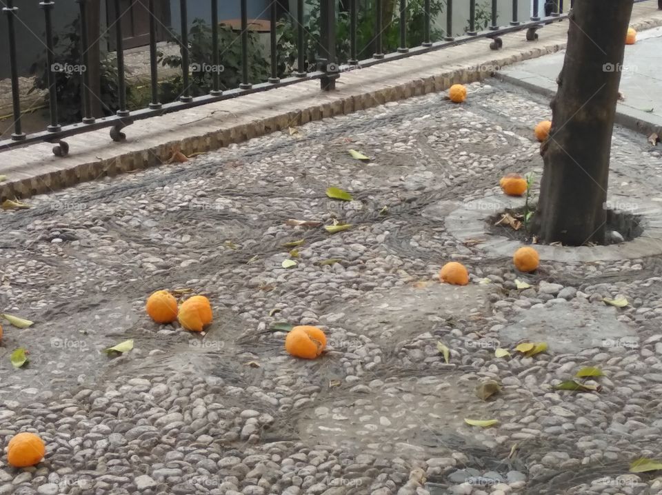 Orangen, Fruits