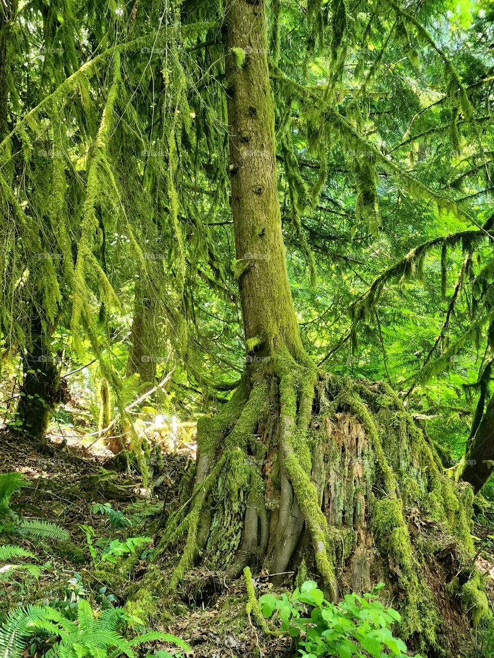 enchanting green moss covered tree with long exposed roots and leafy branches in an Oregon nature park