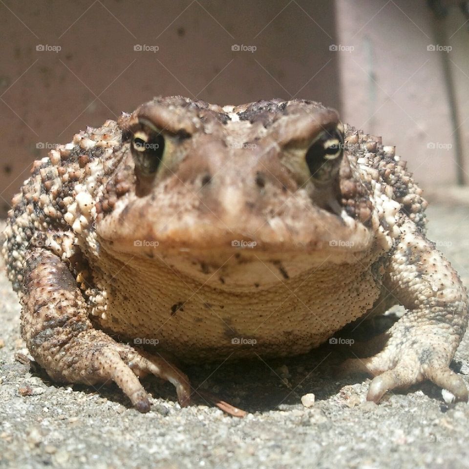 toad