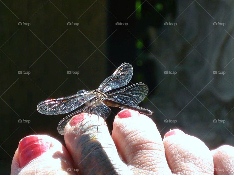 Dragonfly sitting on womans painted red toenails. Black background.