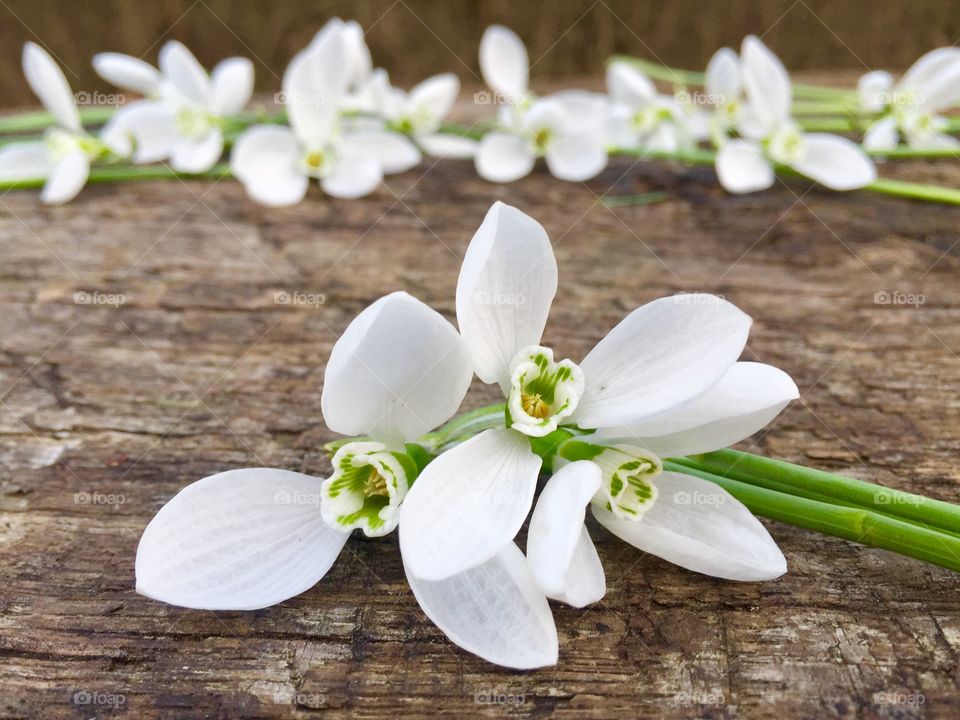 Snowdrops on wooden table