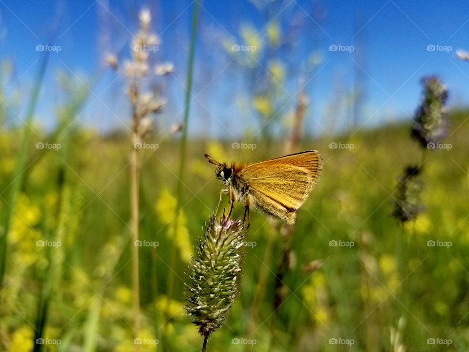 butterflies fly away