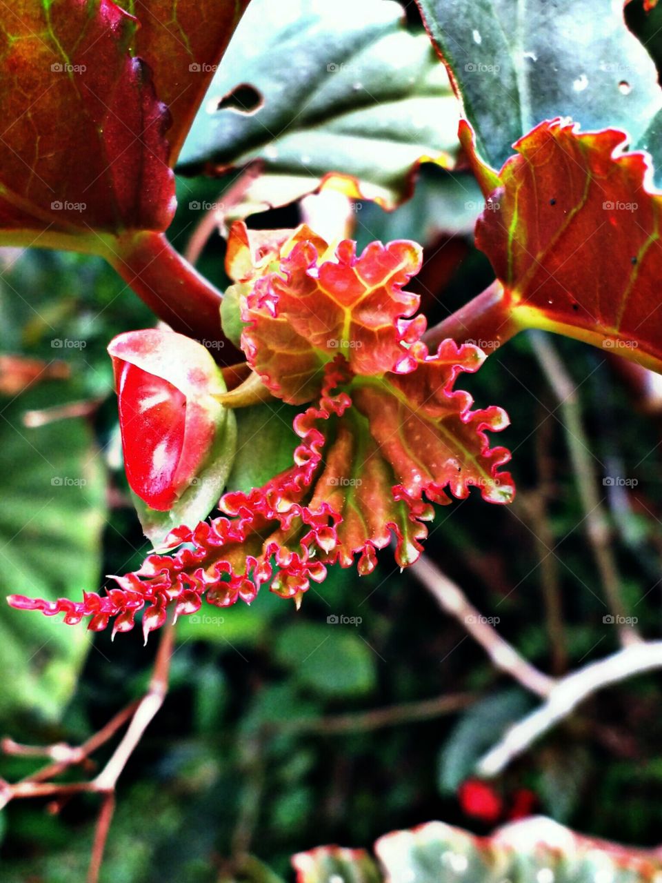 leaf and flower