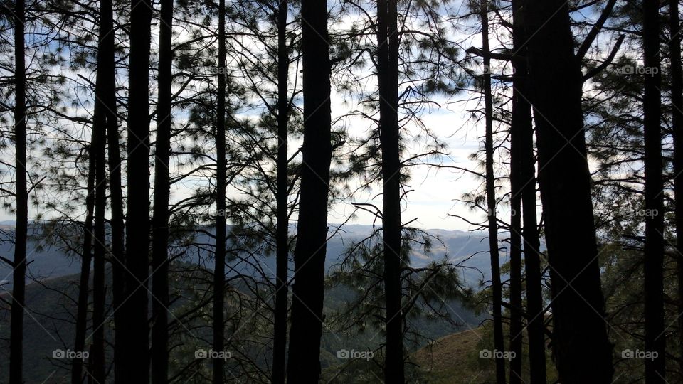 Pine forest in Brazilian mountains