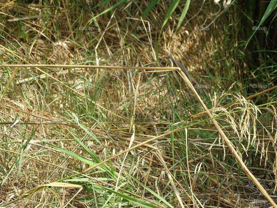 Where is the dragonfly?