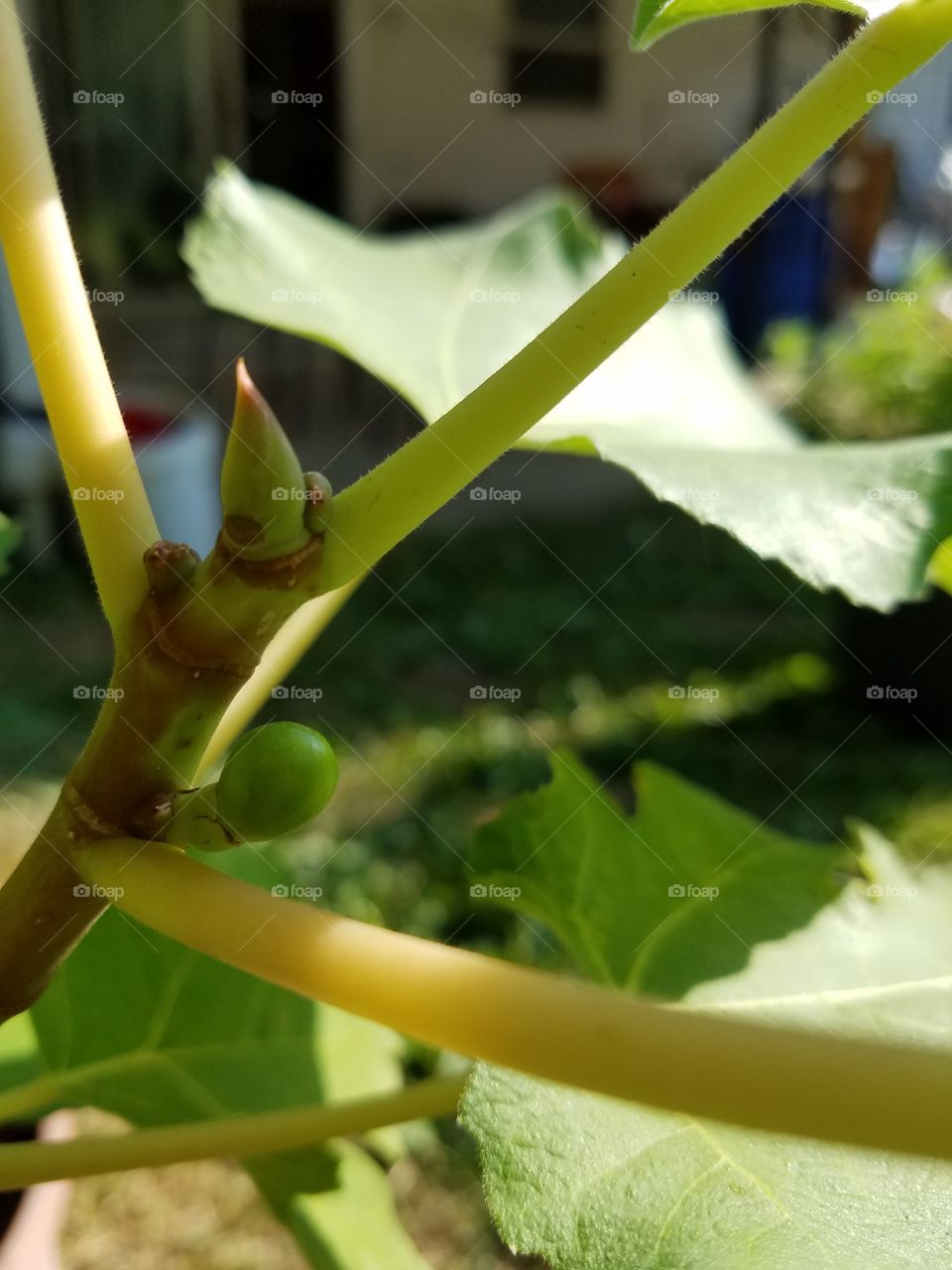figs tree in my garden
