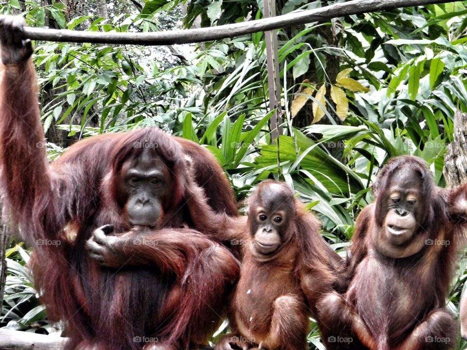 Orangutans