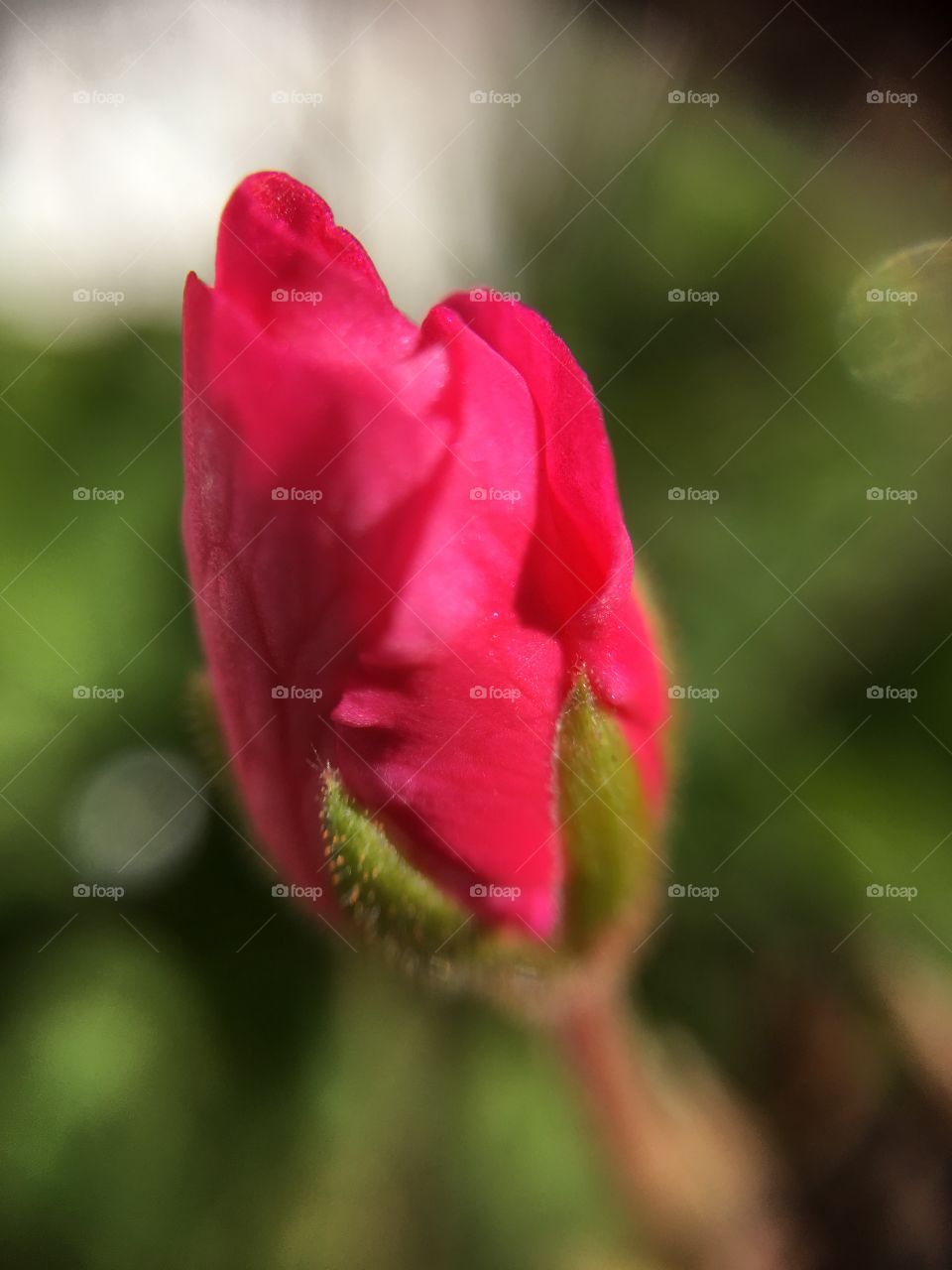 Geranium bud closeup