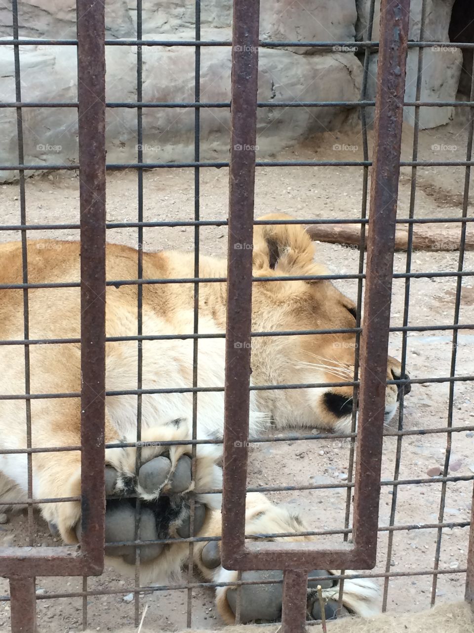 Lion. Sleepy lion in the cage. Zoo experience