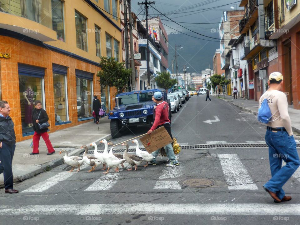 Woman with Geese crossing the road in Ecuador.