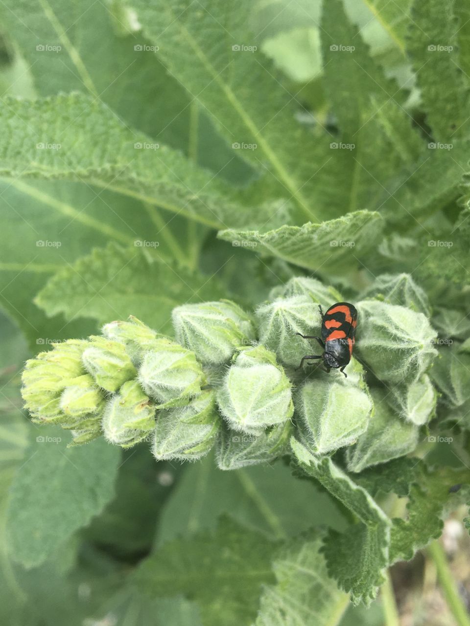 Insect on a hollyhock bud