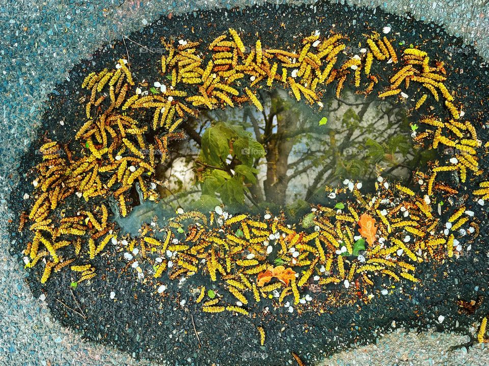 Reflection of a soft green linden tree in a puddle framed by yellow hazel blossoms