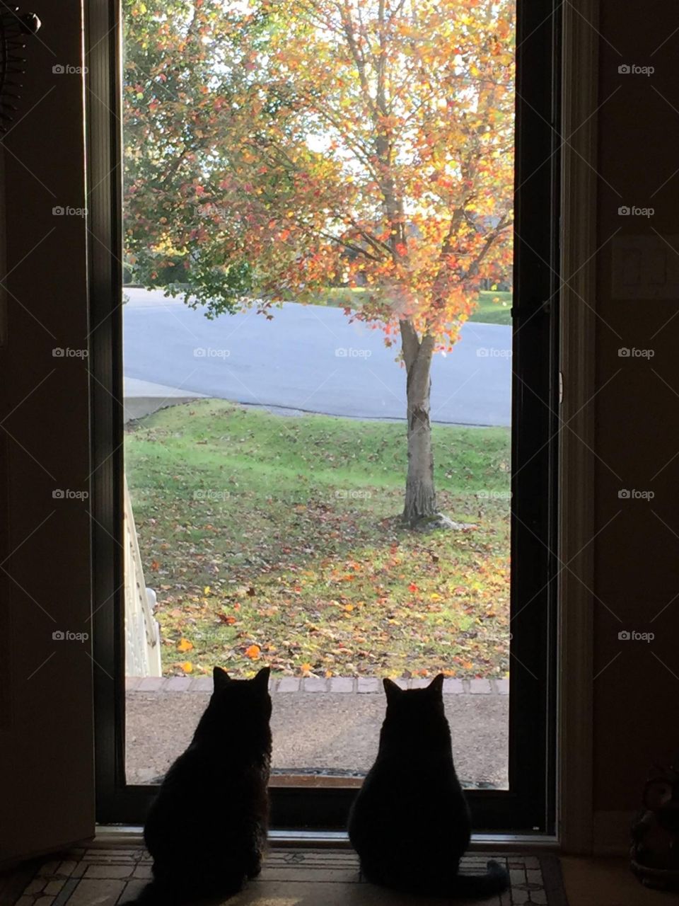 Cats enjoying the view