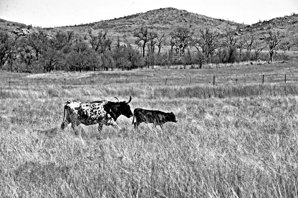 The beauty of black and white - Mother and daughter cows in pasture - Great black and white photography is all about telling a story, highlighting a subject and expressing emotions, without the distraction of colors 