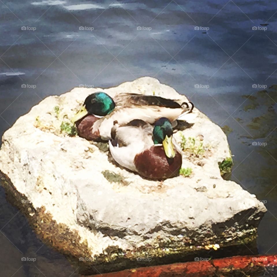 Mallards.