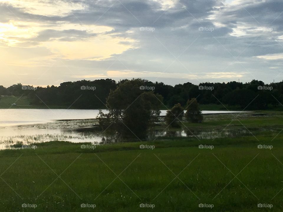 Trees underwater in a lake in Florida 