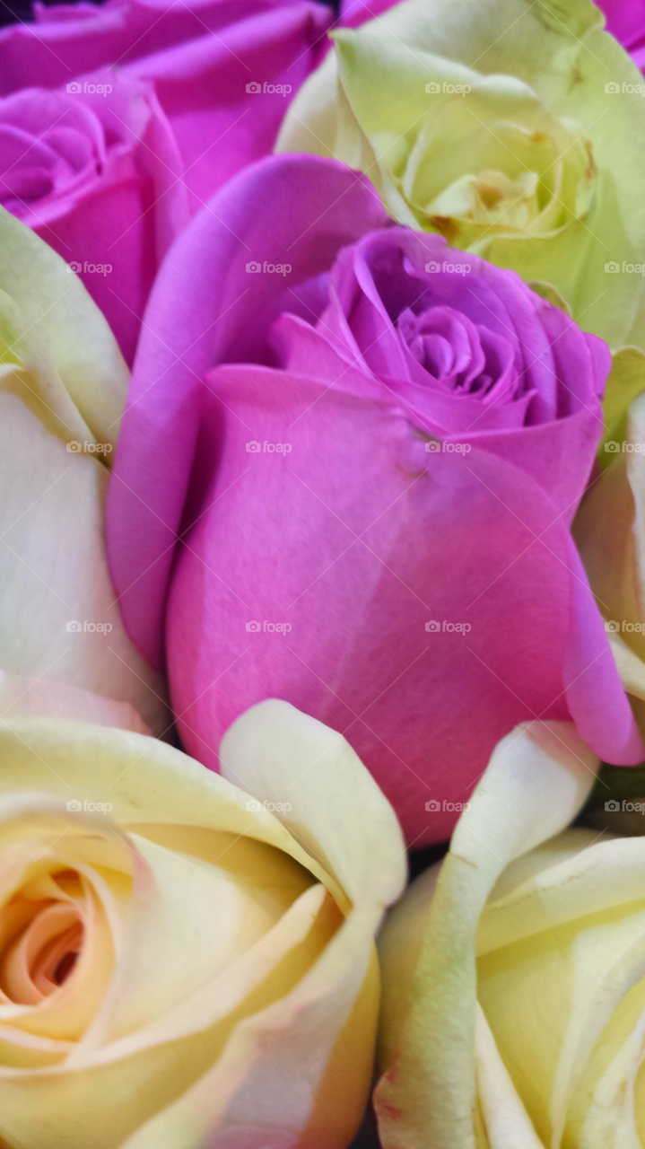 "Pink & Yellow Roses"