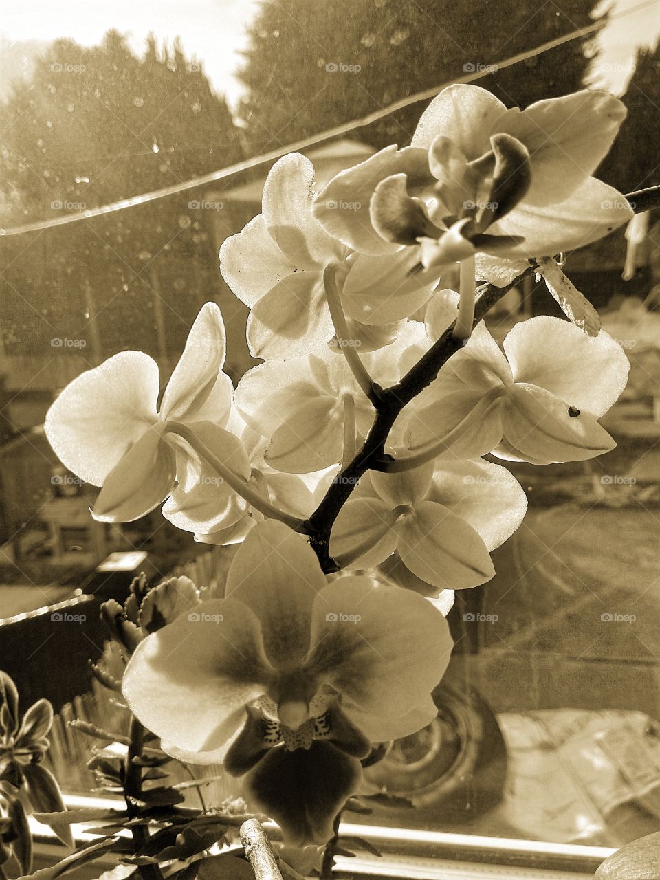 orchids in sepia tone