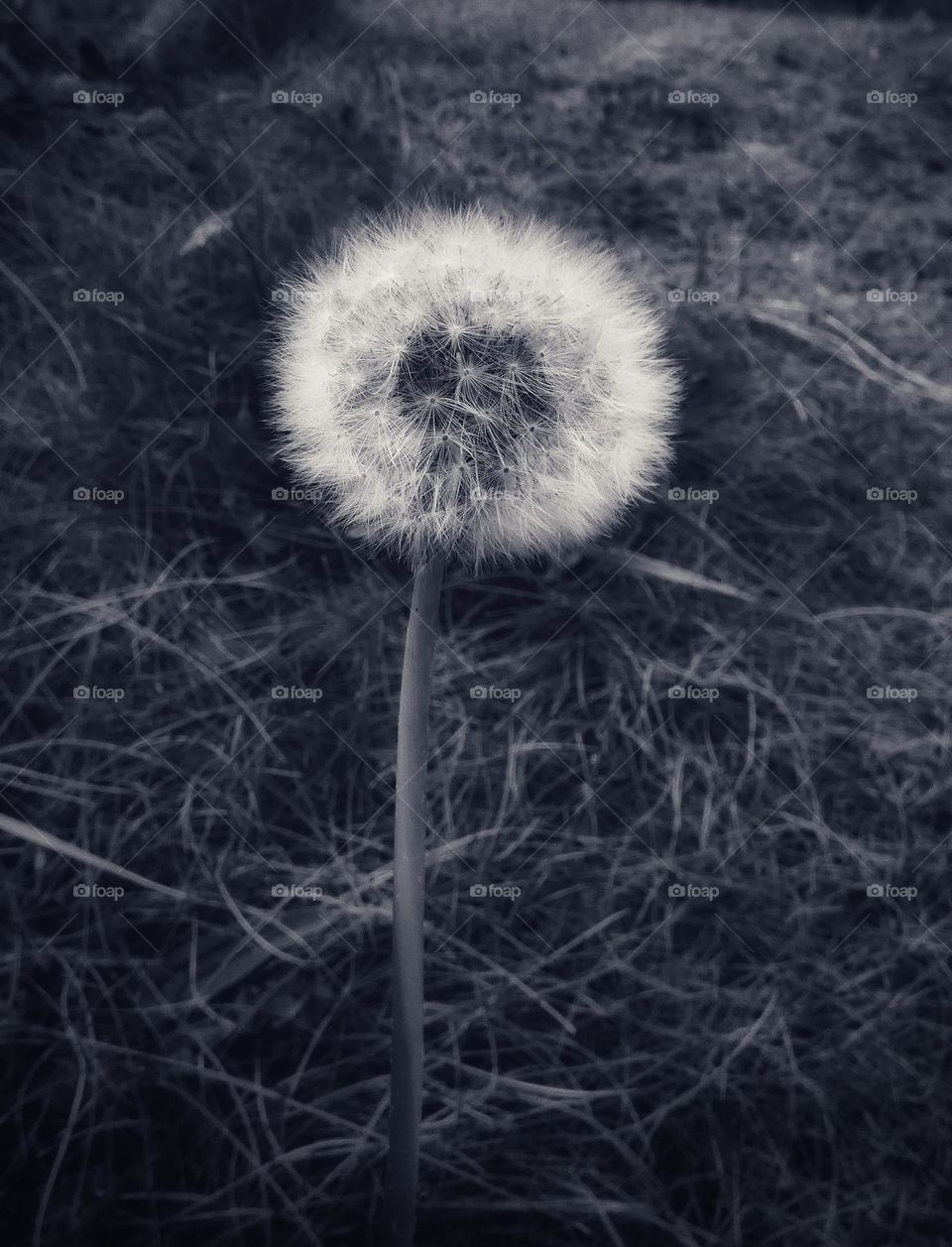 Dandelion puff