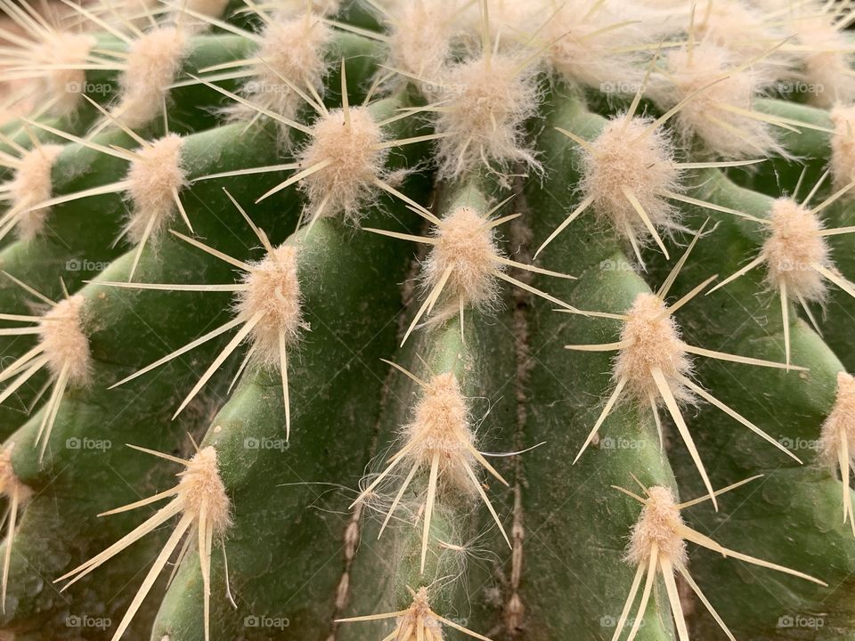Closeup of green cactus pattern