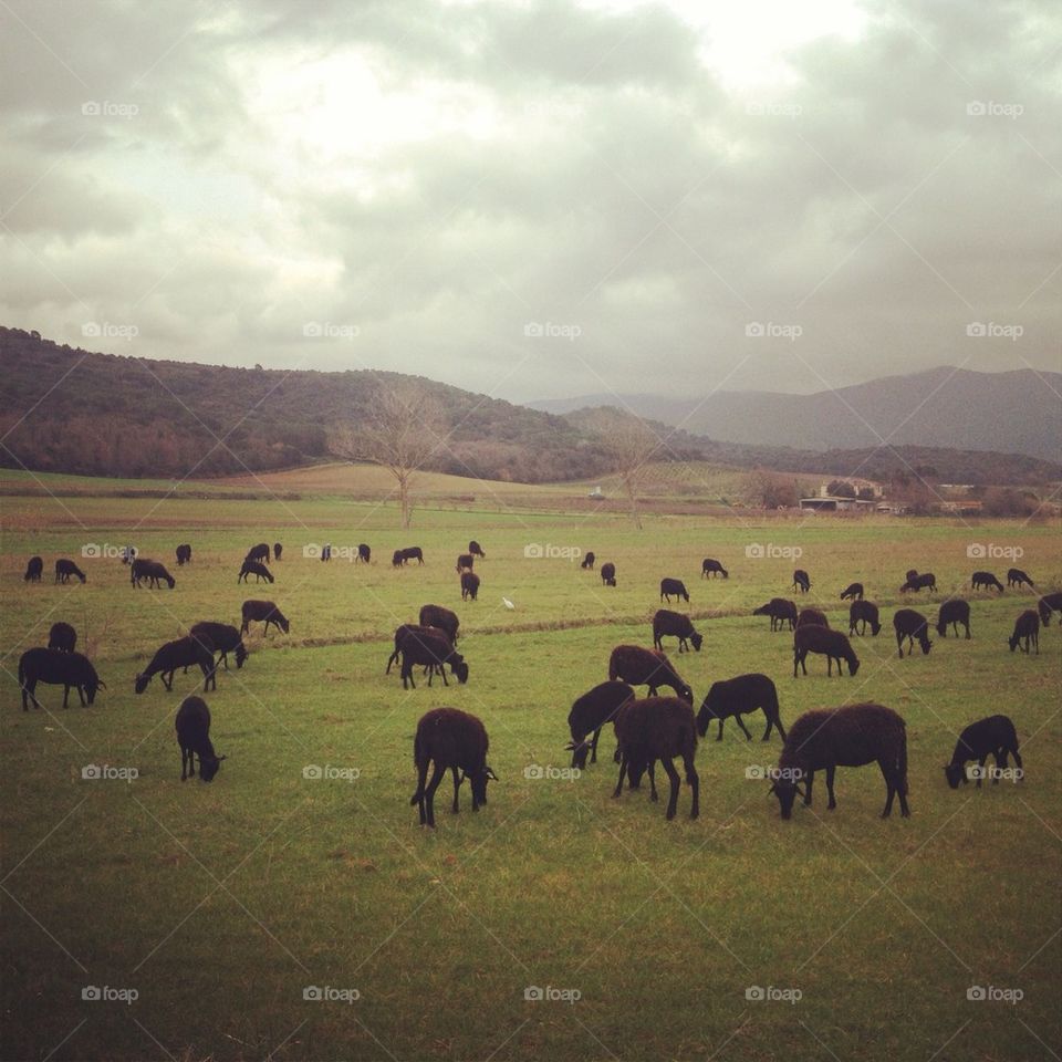 black sheeps