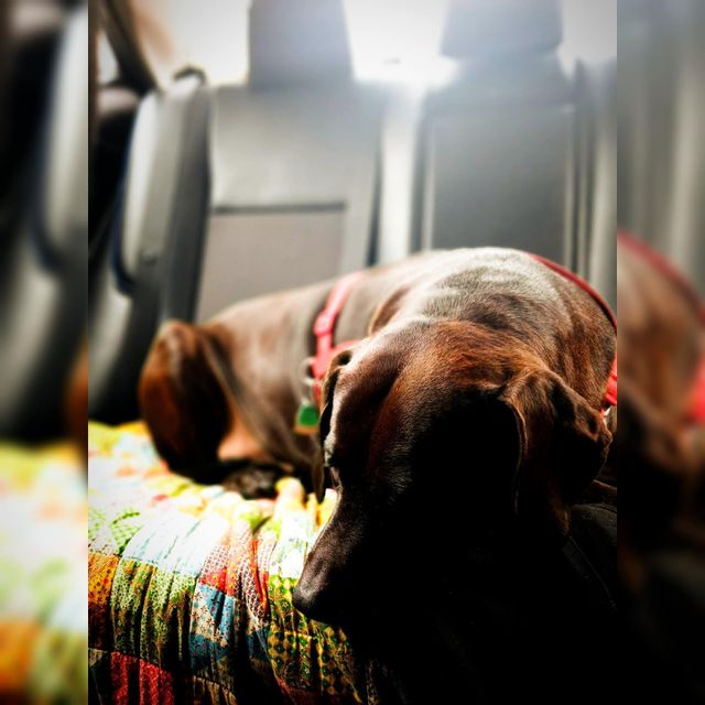 Annabelle My Lab/Pitbull Mix