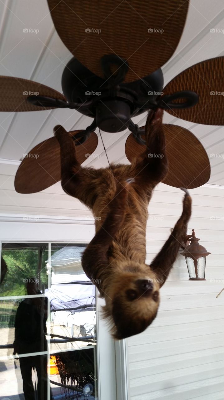 sloth on a fan