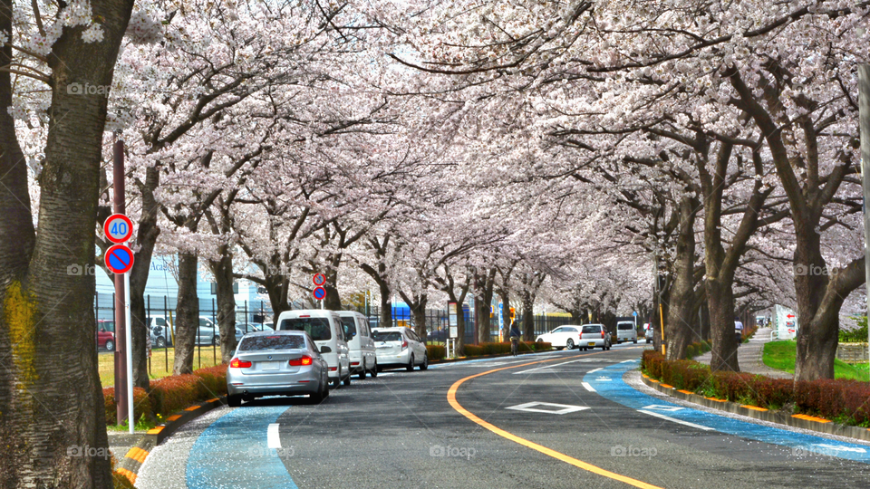 Cherry blossoms in Osawa Ground Ave Mitaka City Japan