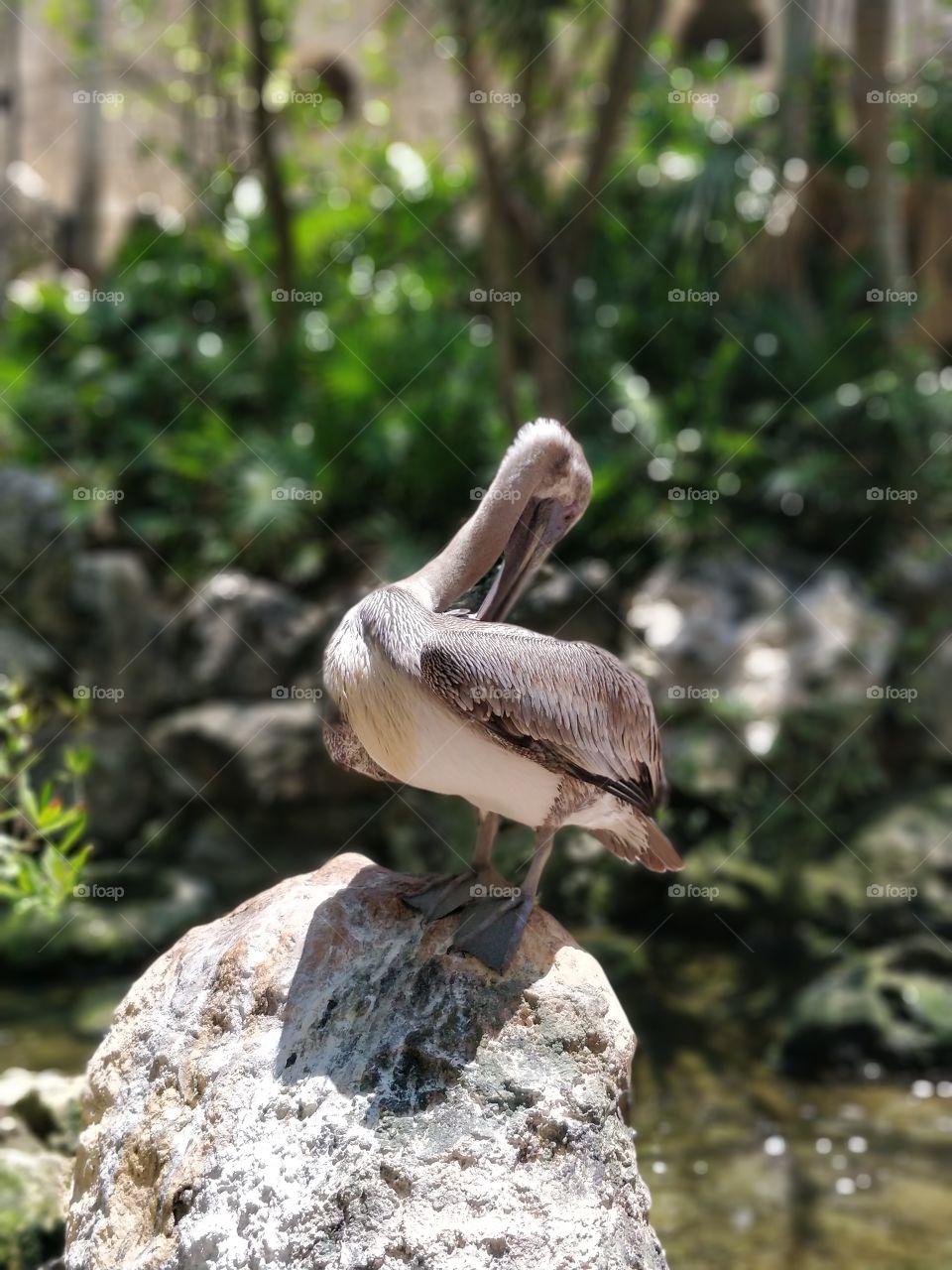 Pelican Living Statue