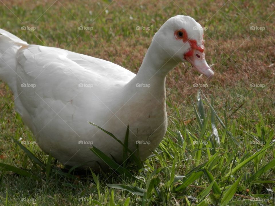 Duck