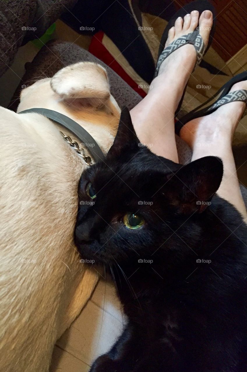 Salem reclining on his handy dog pillow