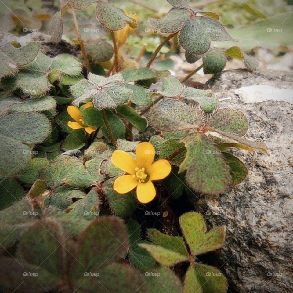 Creepy sleeping beauty woodsorrel...