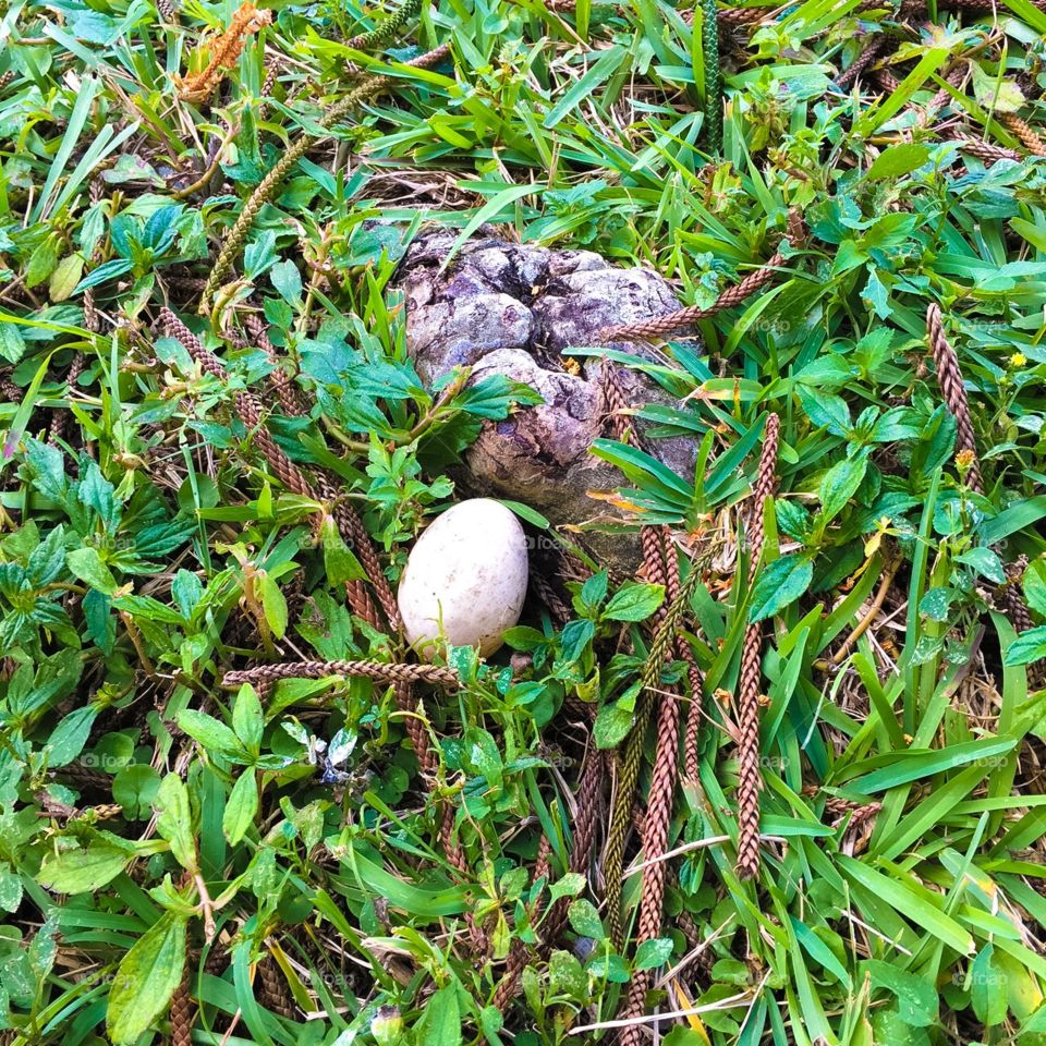Abandoned Duck Egg