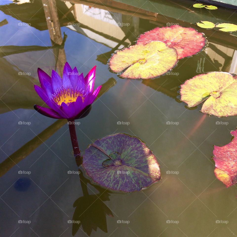 Lily pads and bloom 
