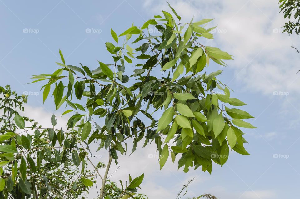 Jamun Tree Branch