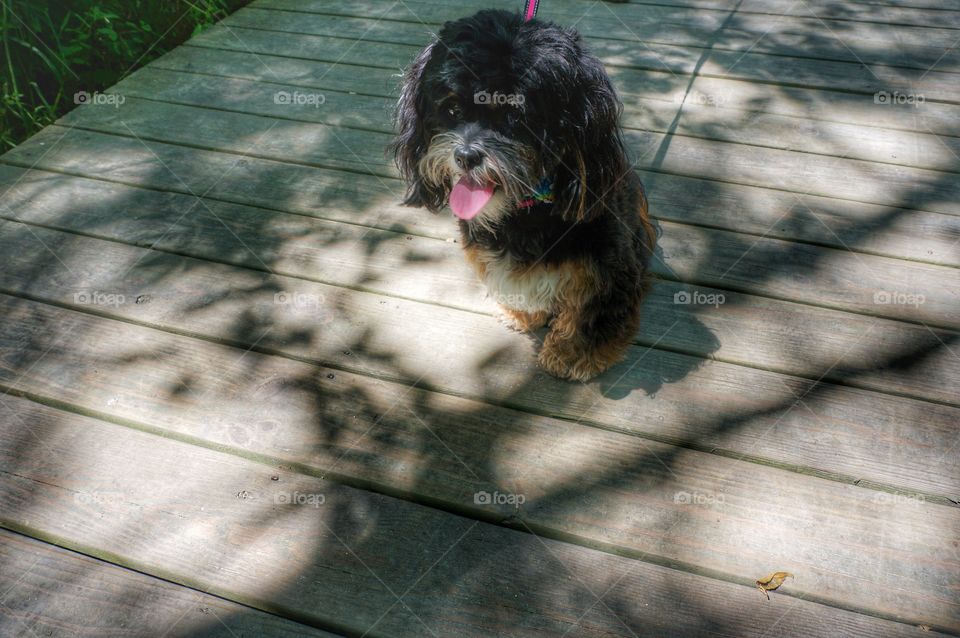 Happy Dog on a Boardwalk