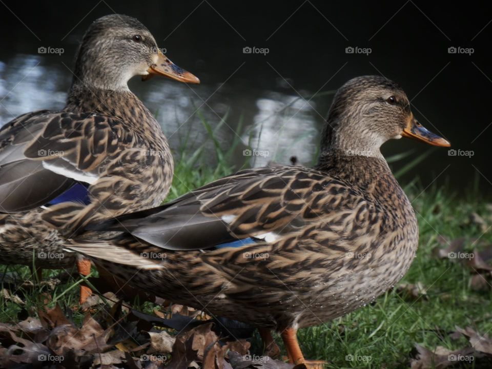 ducks by the creek